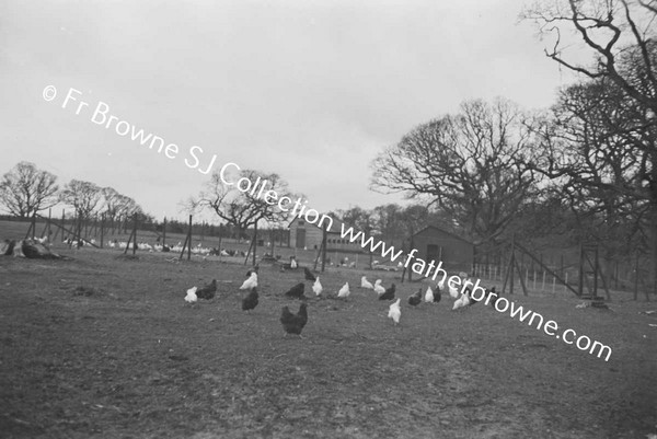 ST MARY'S ON THE LAND CHICKEN'S & POULTRY FARMING